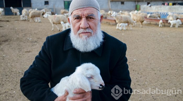 Konya'da üreticinin ağılında "mart" bereketi
