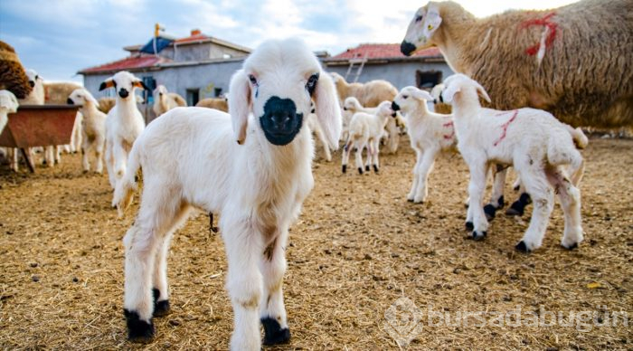 Konya'da üreticinin ağılında "mart" bereketi
