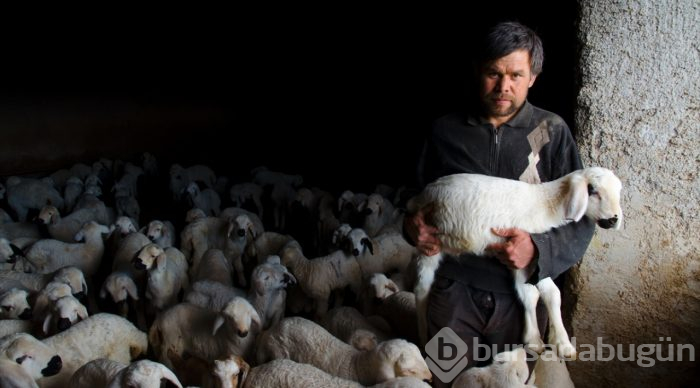 Konya'da üreticinin ağılında "mart" bereketi
