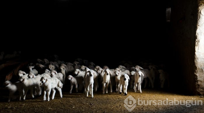 Konya'da üreticinin ağılında "mart" bereketi
