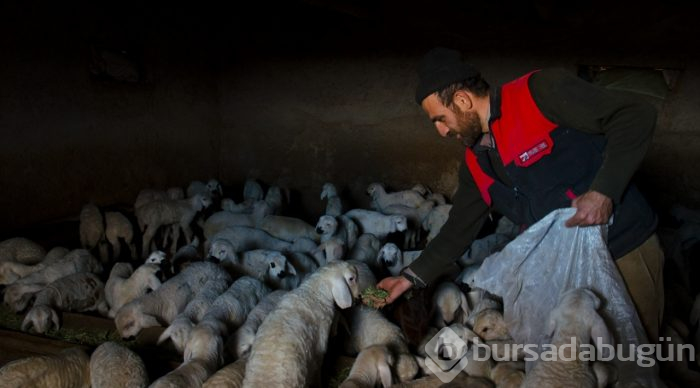 Konya'da üreticinin ağılında "mart" bereketi
