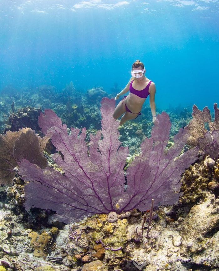 Dalış ustası fotoğrafçının sualtı fotoğrafları