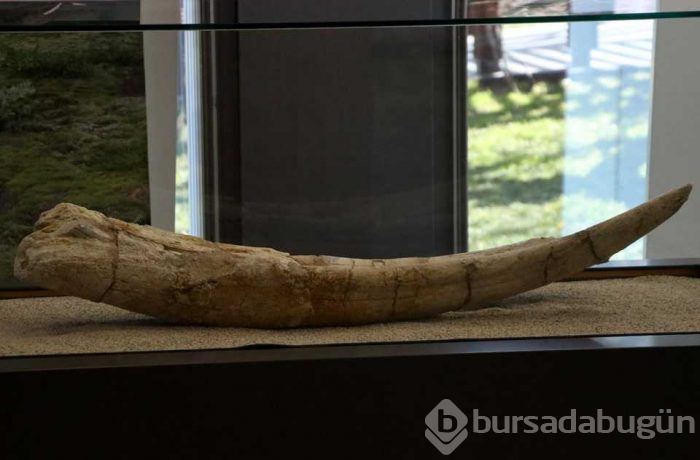 Kayseri'de 7,5 milyon yıllık fosiller sergileniyor
