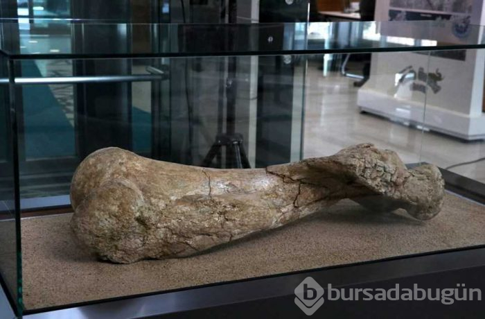 Kayseri'de 7,5 milyon yıllık fosiller sergileniyor
