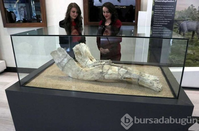 Kayseri'de 7,5 milyon yıllık fosiller sergileniyor
