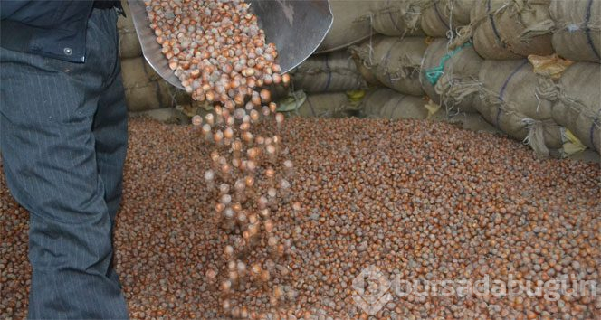 AK Partili milletvekili fındık üreticilerinin beklediği tarihi verdi
