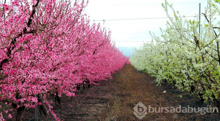 Amik Ovası'nda renk cümbüşü
