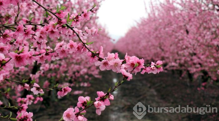 Amik Ovası'nda renk cümbüşü
