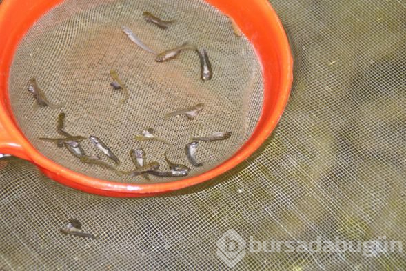 Farklı bir alabalık ırkı geliştirmek istedi, balığın genetiğini bozdu!
