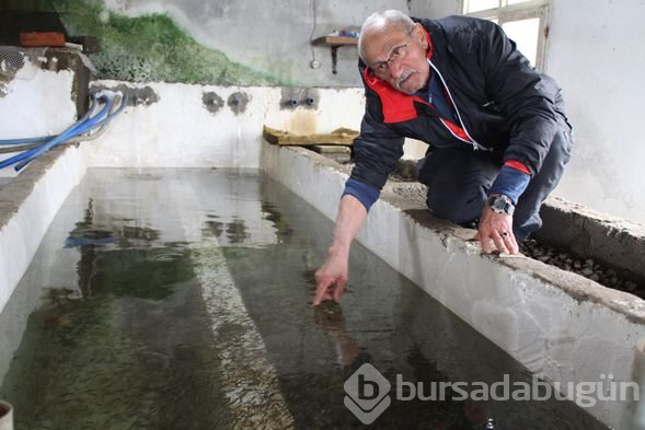 Farklı bir alabalık ırkı geliştirmek istedi, balığın genetiğini bozdu!
