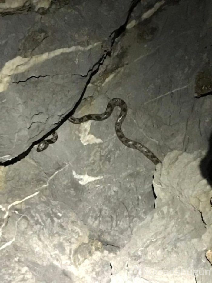 Yengeç arıyordu, bir anda karşısına kedi gözlü yılan çıktı!
