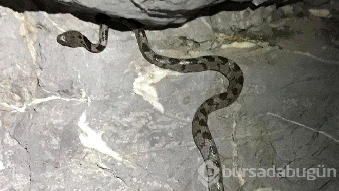 Yengeç arıyordu, bir anda karşısına kedi gözlü yılan çıktı!