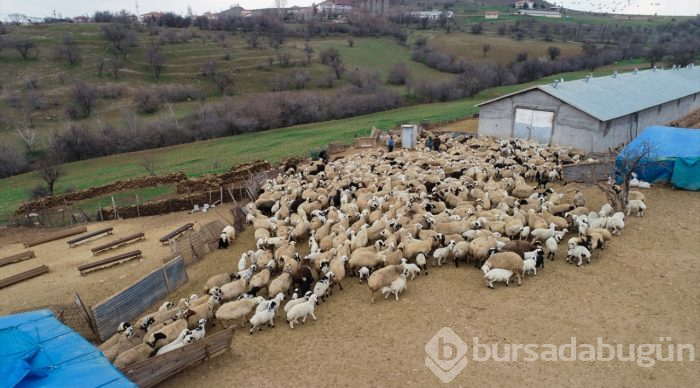 "Ana kuzuları" süt koşusuna tanıklık ediyor
