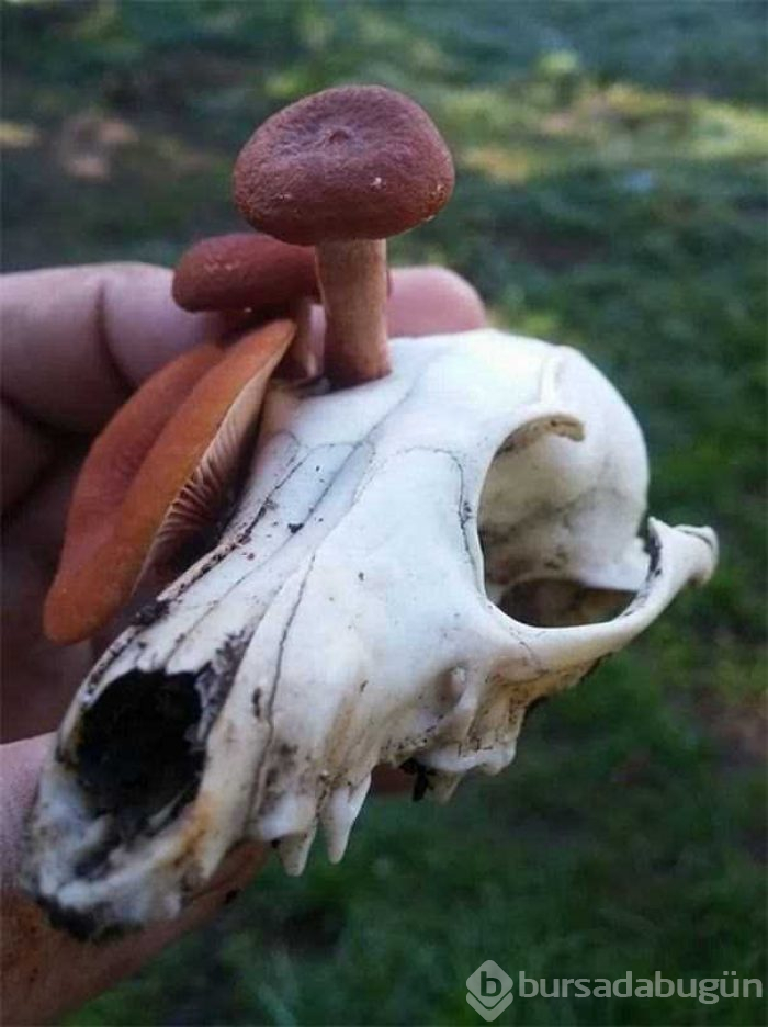 Doğanın korkutucu yüzü

