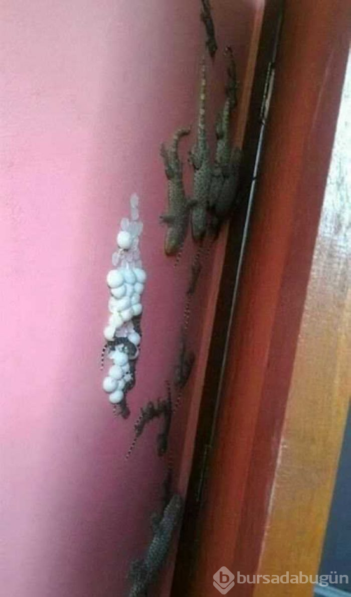 Doğanın korkutucu yüzü
