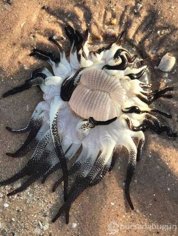 Doğanın korkutucu yüzü
