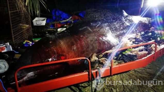 40 kg plastik yutan yavru balina dayanamadı
