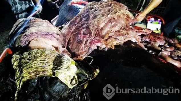 40 kg plastik yutan yavru balina dayanamadı
