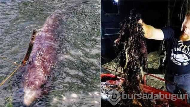 40 kg plastik yutan yavru balina dayanamadı
