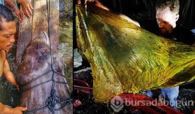 40 kg plastik yutan yavru balina dayanamadı
