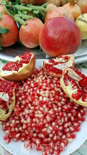 Hastalıklarından koruyup cilde ve bedene iyi gelen bağışıklık güçlendiren besinler
