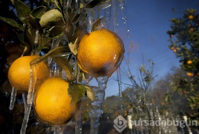 Hastalıklarından koruyup cilde ve bedene iyi gelen bağışıklık güçlendiren besinler
