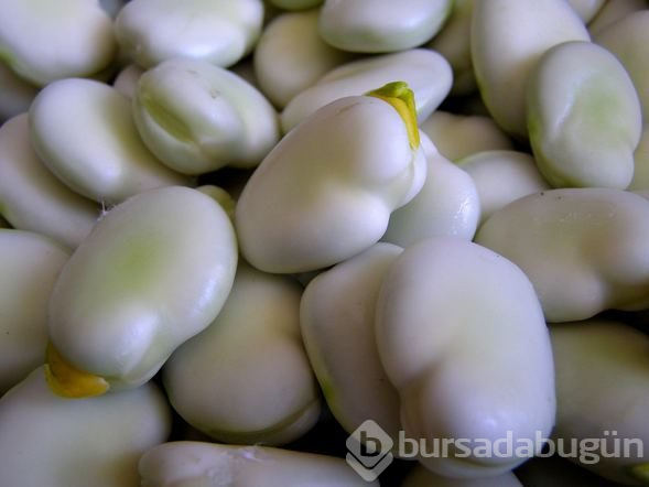 Baharın habercisi bakla bakın nelere faydalı
