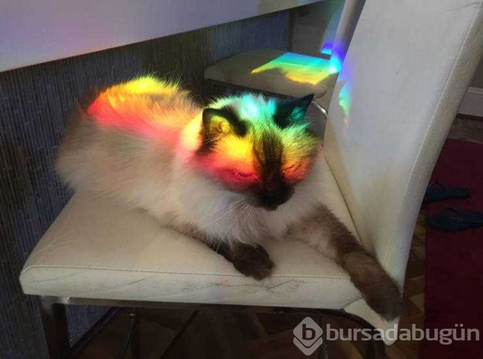 Günün en çok paylaşılan fotoğrafları
