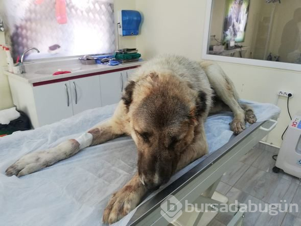 Röntgeni çekilince dehşet ortaya çıktı! İnsanların yüzüne bakamıyor
