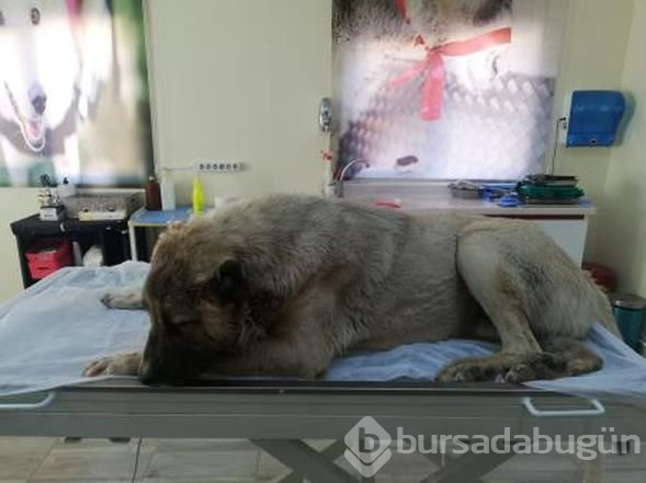 Röntgeni çekilince dehşet ortaya çıktı! İnsanların yüzüne bakamıyor
