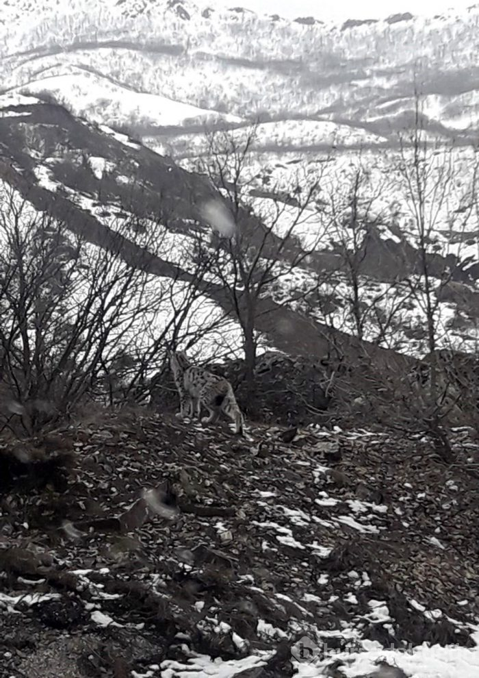 Nesli tükenmekte olan vaşak karayolunda görüldü