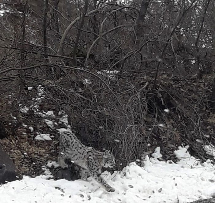 Nesli tükenmekte olan vaşak karayolunda görüldü