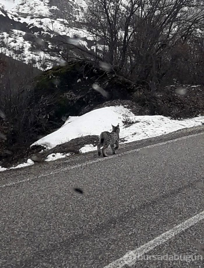 Nesli tükenmekte olan vaşak karayolunda görüldü