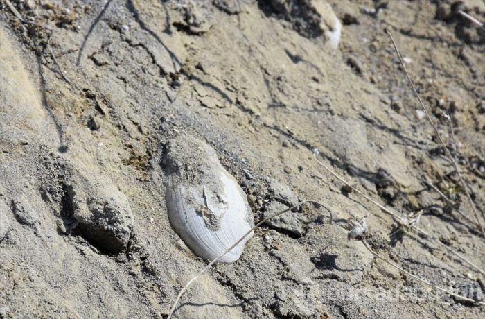 Muş'ta Anadolu'nun jeolojik tarihini değiştirecek 11 milyon yıllık fosiller bulundu