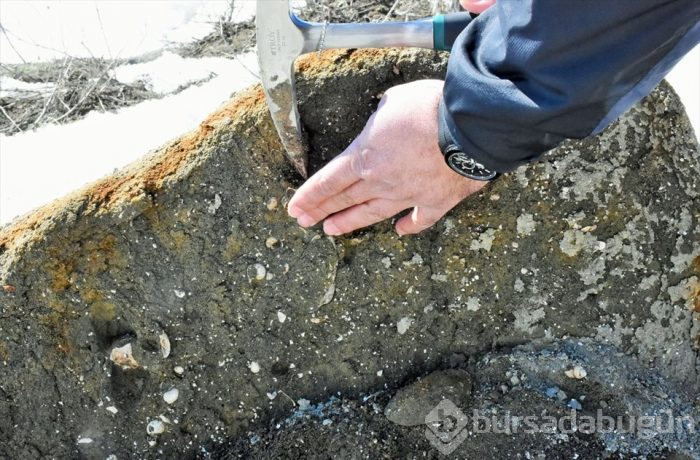 Muş'ta Anadolu'nun jeolojik tarihini değiştirecek 11 milyon yıllık fosiller bulundu