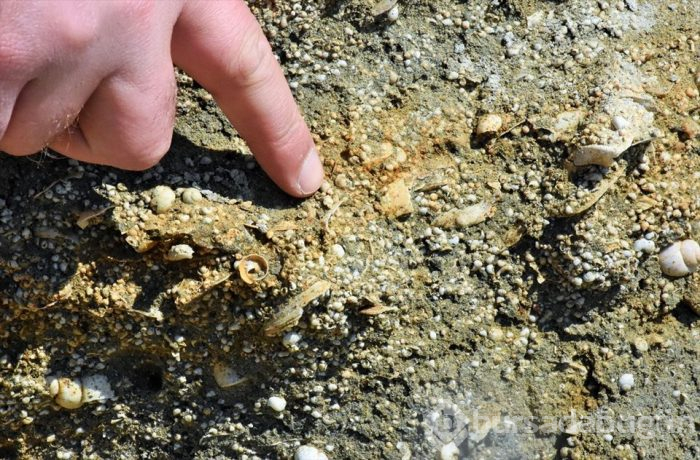 Muş'ta Anadolu'nun jeolojik tarihini değiştirecek 11 milyon yıllık fosiller bulundu