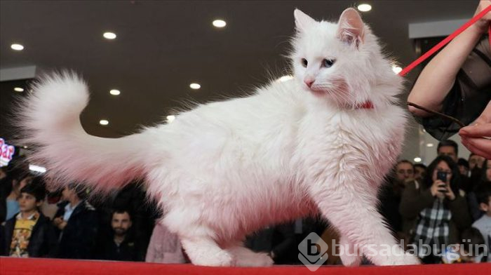 En güzel Van kedisi seçildi

