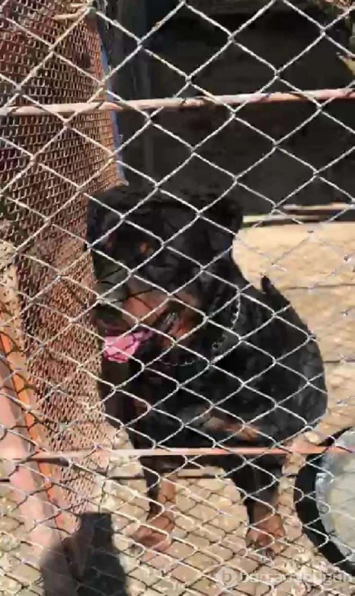 Rottweiler'ın saldırdığı 2 yaşındaki Almila ölümden döndü
