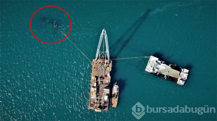 Zeytinburnu sahilindeki batık gemi için dev vinç kuruldu

