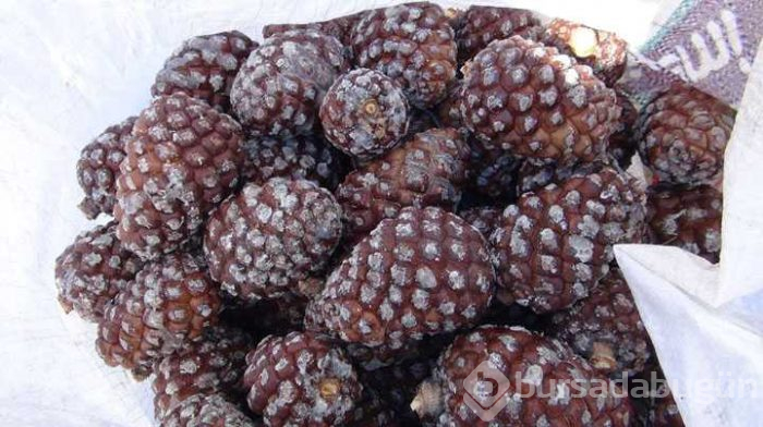 Çam fıstığından elde edilen künar kilosu 250 TL'den satılıyor
