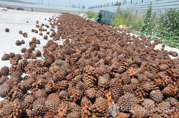 Çam fıstığından elde edilen künar kilosu 250 TL'den satılıyor

