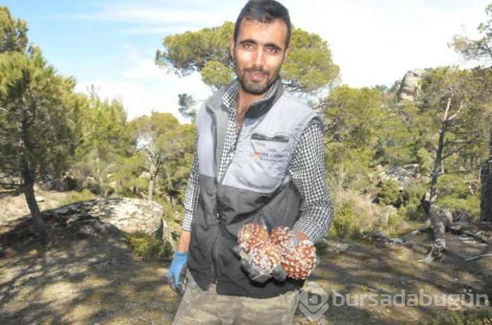 Çam fıstığından elde edilen künar kilosu 250 TL'den satılıyor
