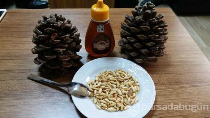 Çam fıstığından elde edilen künar kilosu 250 TL'den satılıyor
