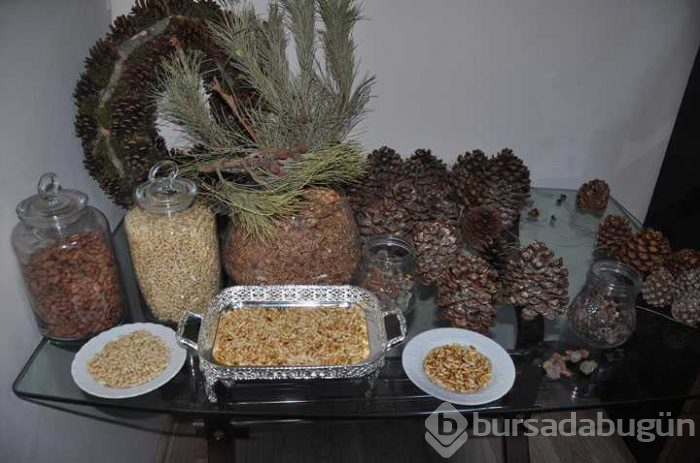 Çam fıstığından elde edilen künar kilosu 250 TL'den satılıyor

