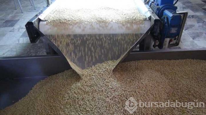 Çam fıstığından elde edilen künar kilosu 250 TL'den satılıyor
