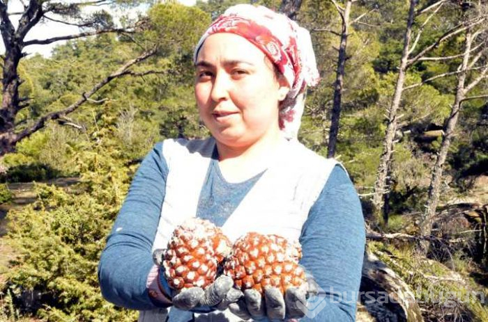 Çam fıstığından elde edilen künar kilosu 250 TL'den satılıyor
