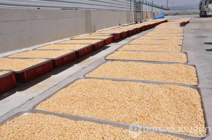 Çam fıstığından elde edilen künar kilosu 250 TL'den satılıyor
