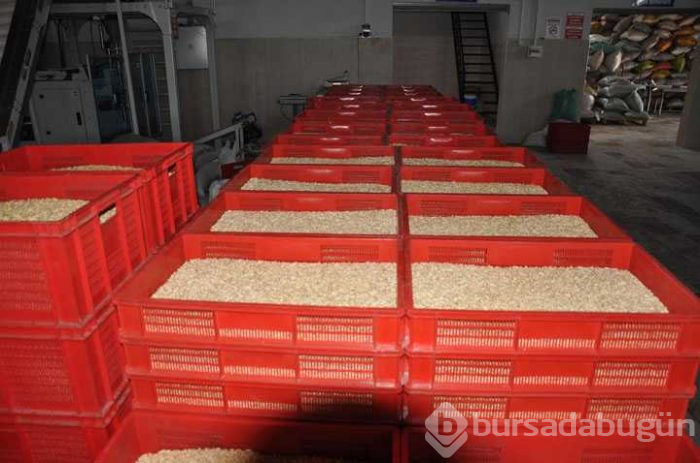 Çam fıstığından elde edilen künar kilosu 250 TL'den satılıyor
