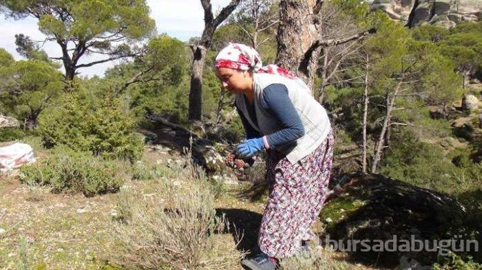 Çam fıstığından elde edilen künar kilosu 250 TL'den satılıyor
