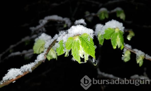 Don riskine karşı fındıklarını bahçelerde ateş yakarak koruyorlar
